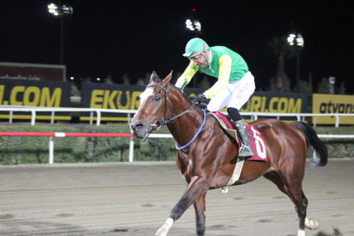 Hilvan Belediyesi Koşusu'nu Pekalp isimli at kazandı